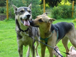 Dingo i Masza