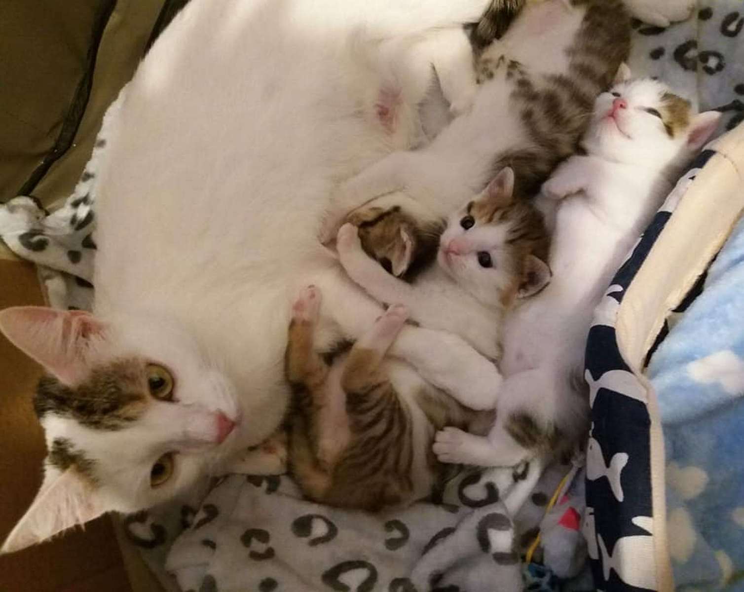 kotka i 3 małe